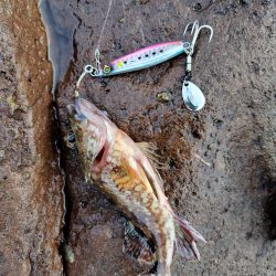 青物＆シーバス