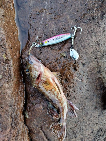 青物＆シーバス