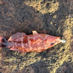 アジング&メバリング