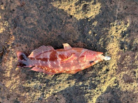 アジング&メバリング