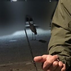 気合を入れてアジングに