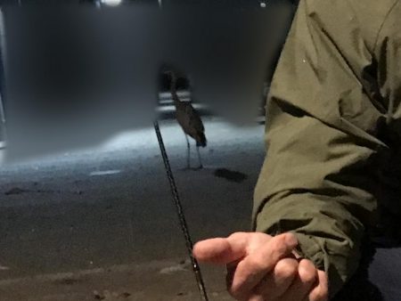 気合を入れてアジングに