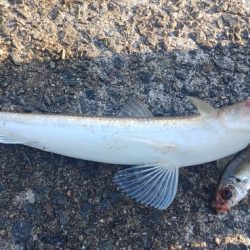真冬でもアジが入れ食い！！