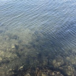 冬チニング　淀川でゲット