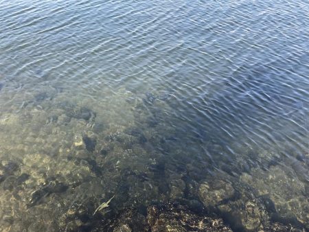 冬チニング　淀川でゲット