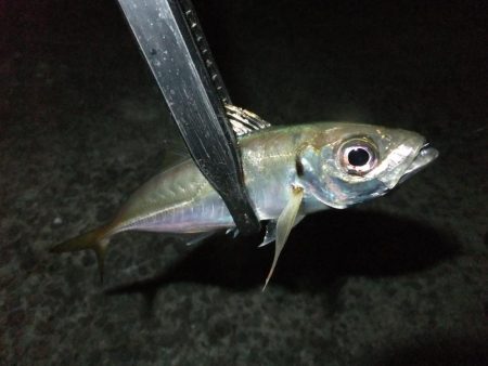 中アジを探して