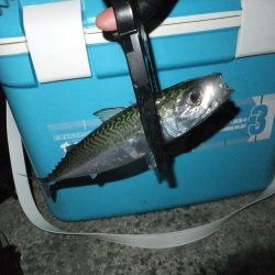 少し渋くなってきました