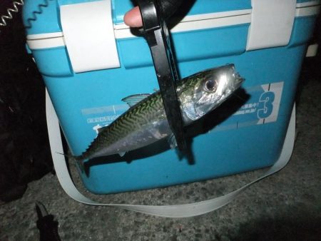 少し渋くなってきました