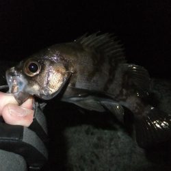 まだアジ居ました