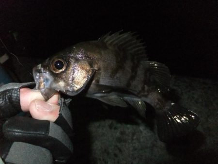 まだアジ居ました