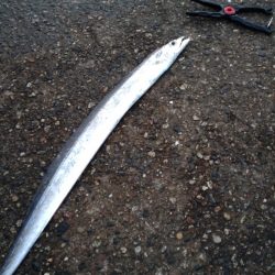 アジ、エソ、タチウオ（お）