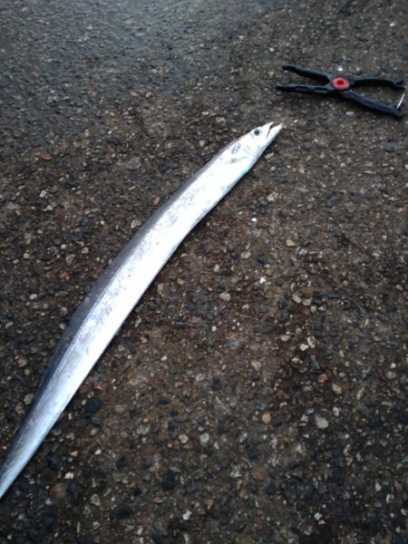 アジ、エソ、タチウオ（お）