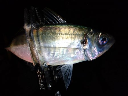 3日続けてあそこへ