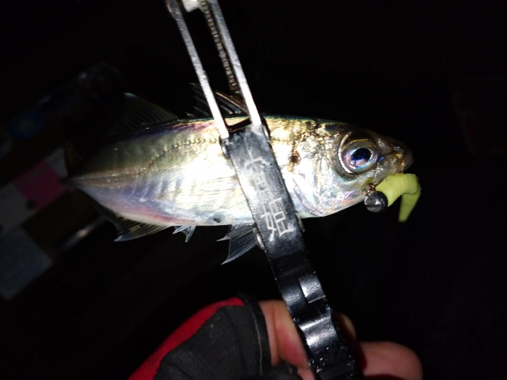 冬のアジング修行