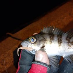 近所で豆アジング