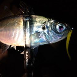 今夜はパターン掴んでボコボコ