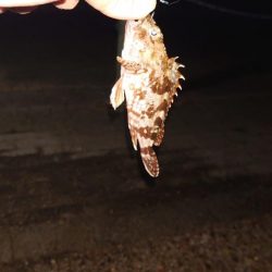 今日は出ましたよ！