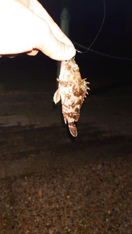 今日は出ましたよ！