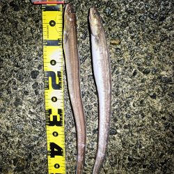 冬の泉南アナゴ