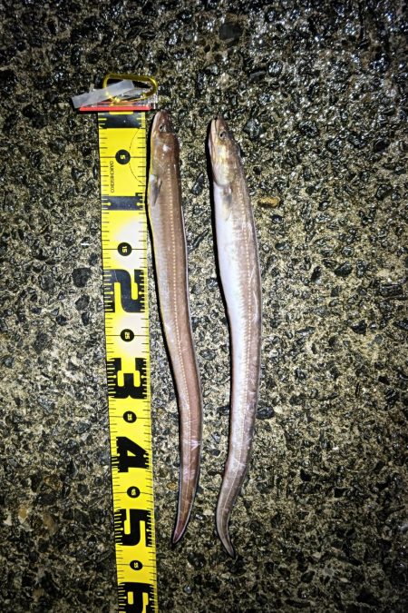 冬の泉南アナゴ