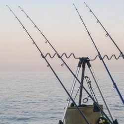 カレイはどこにおるんや