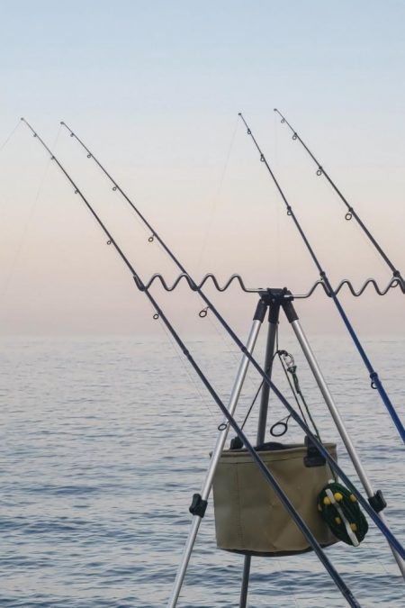 カレイはどこにおるんや