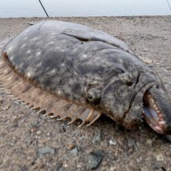 年納めの座布団