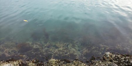 サゴシ祭りも終わりっぽいです。