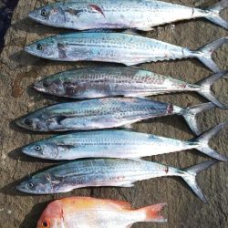 サゴシはそろそろ終了かな・・・