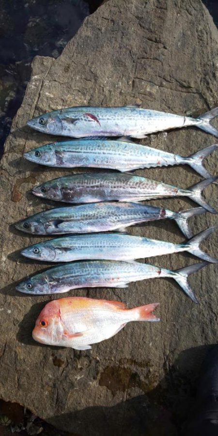 サゴシはそろそろ終了かな・・・