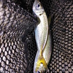 アジング最多記録