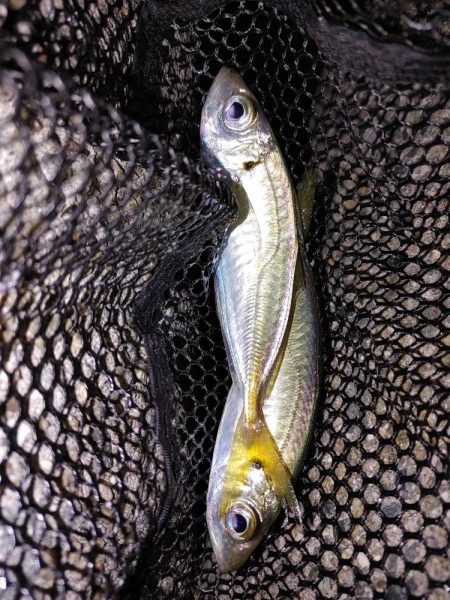 アジング最多記録