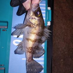 アジ不在でガシリングメバリング