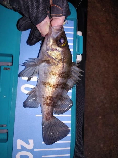 アジ不在でガシリングメバリング