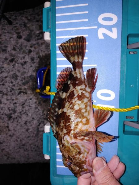 メバリング、アジもいた