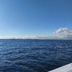 えさ政よりカワハギ釣り