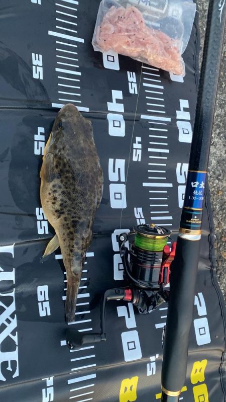 久々のチヌ45センチオーバー