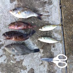 スズキもメジロも