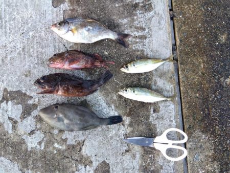 スズキもメジロも