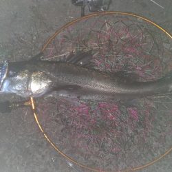 冬シーバス調査②