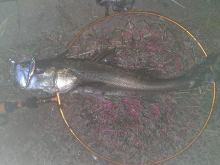 冬シーバス調査②