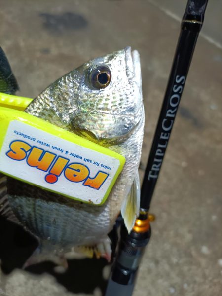 2023/12/02 南港ライトゲーム釣行 (アジ狙い)