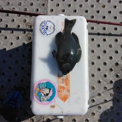 フカセ‥最高ですネ・・