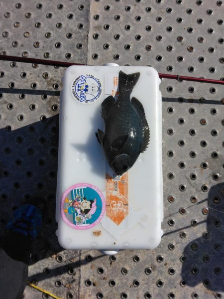 フカセ‥最高ですネ・・