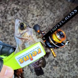 2023/12/04 南港ライトゲーム釣行 (アジ狙い)