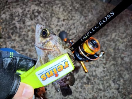 2023/12/04 南港ライトゲーム釣行 (アジ狙い)