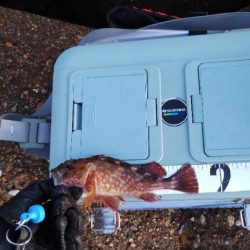 なんとかガシラ