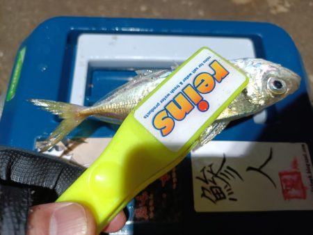 2023/12/06 南港ライトゲーム釣行 (アジ狙い)