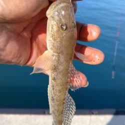 シーズン５回目の淡路釣行