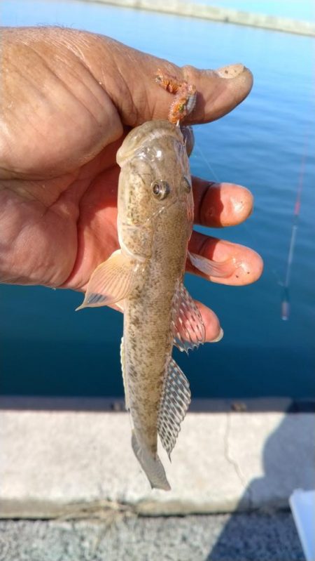 シーズン５回目の淡路釣行